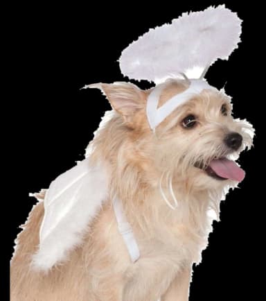 Angel Wings and Halo Pet Costume by Rubie's