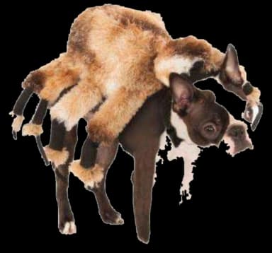 Giant Furry Spider Pet Costume by Rubie's