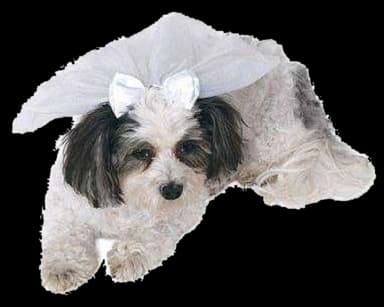 Pet Wedding Veil by Rubie's