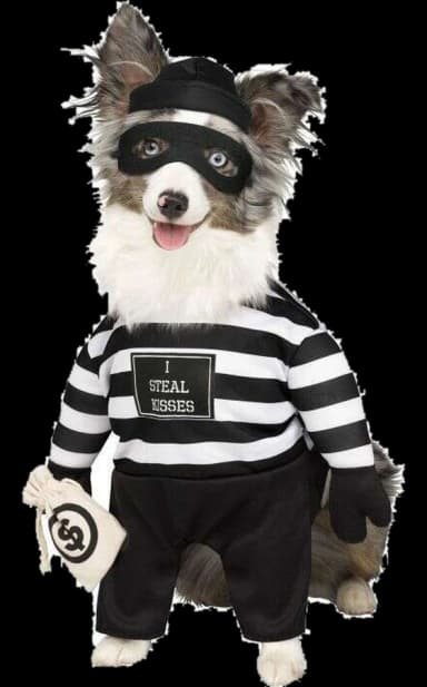 Robber Pet Costume by Fun World