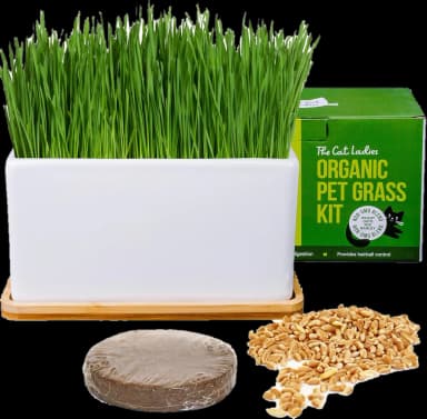 Ceramic Planter with Bamboo Tray Cat Grass Kit by The Cat Ladies