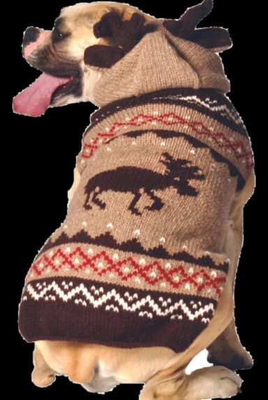 Moosey Dog Sweater by Chilly Dog