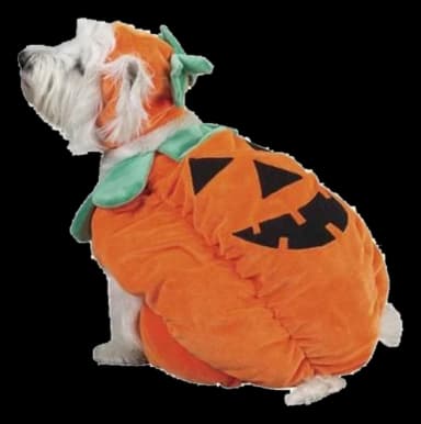 Pumpkin Dog Costume by Zack & Zoey by Zack & Zoey