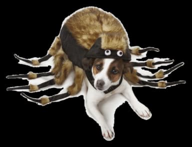 Zack & Zoey Tarantula Dog Costume by Zack & Zoey