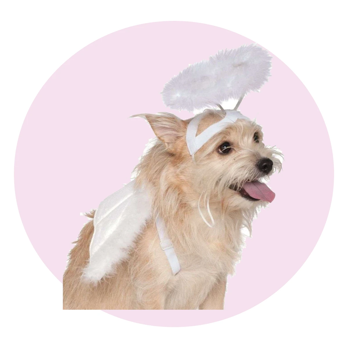 Angel Wings and Halo Pet Costume