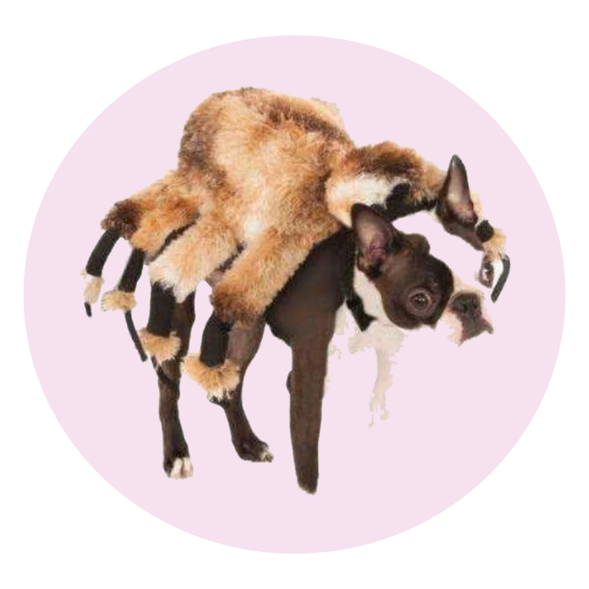 Giant Furry Spider Pet Costume
