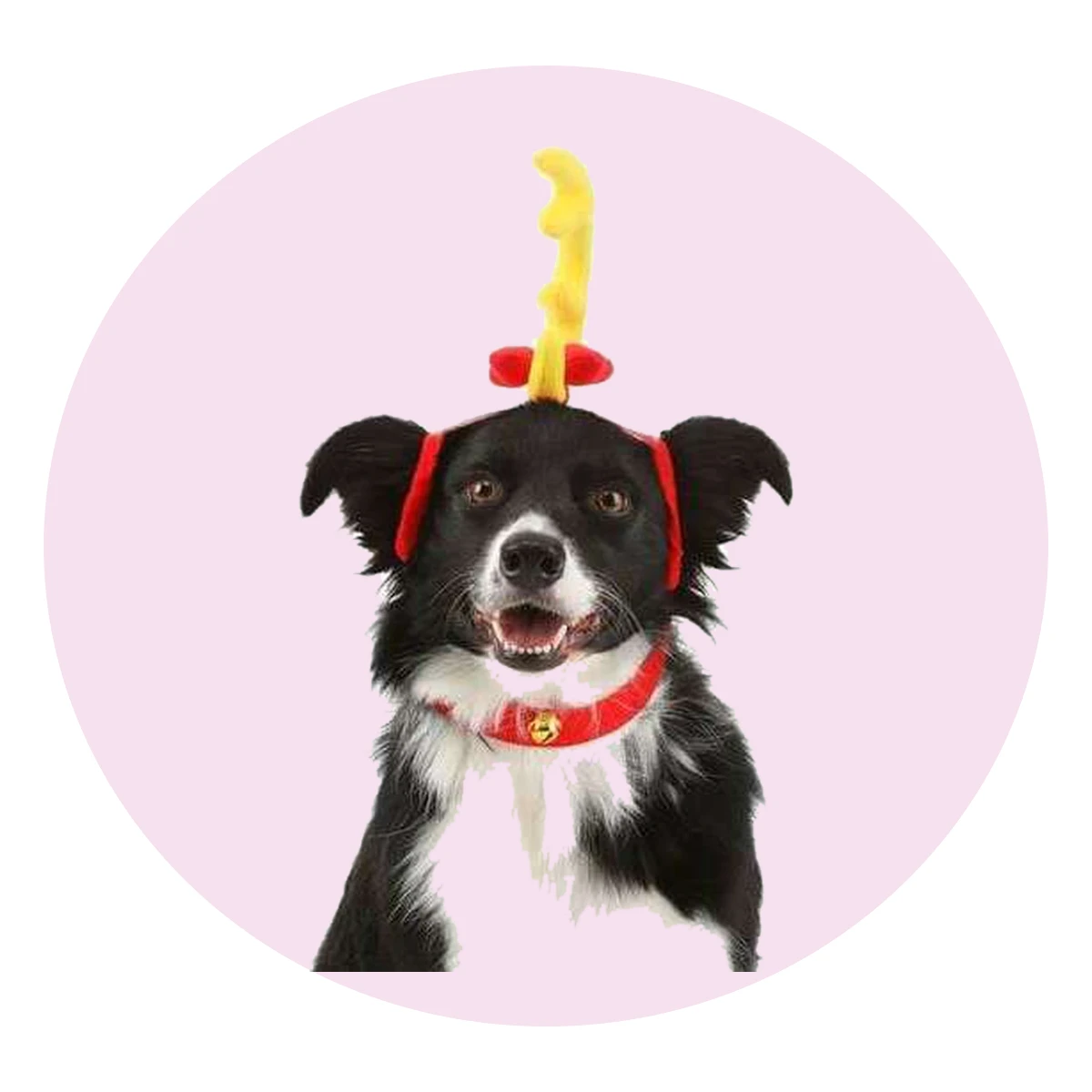 How the Grinch Stole Christmas Max Dog Costume
