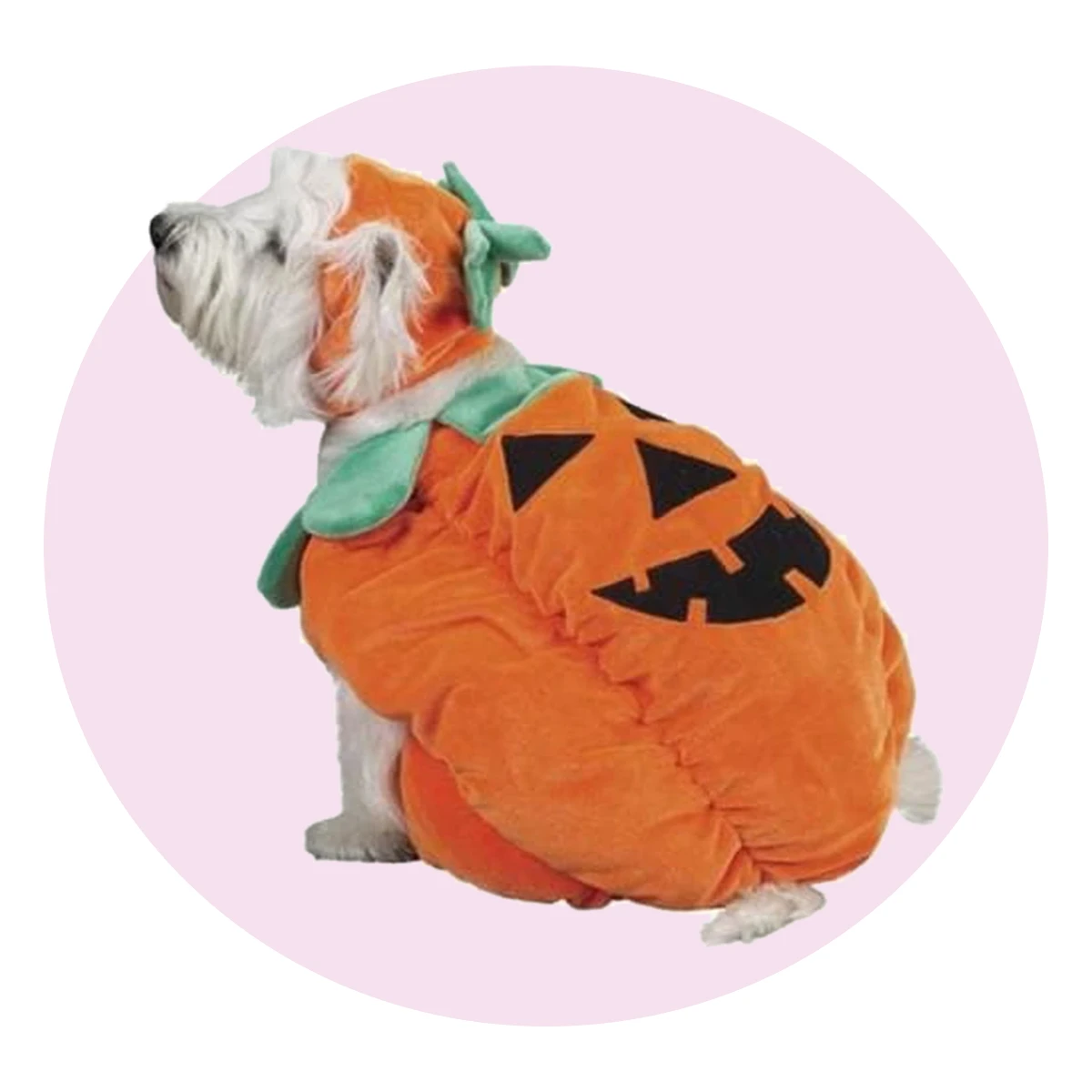 Pumpkin Dog Costume by Zack & Zoey