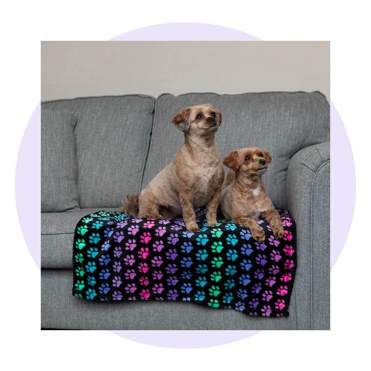 Super Cozy Pet Blanket