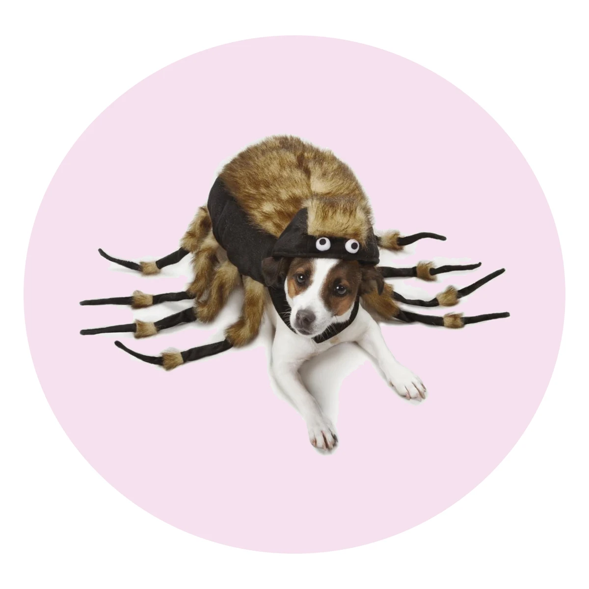 Zack & Zoey Tarantula Dog Costume