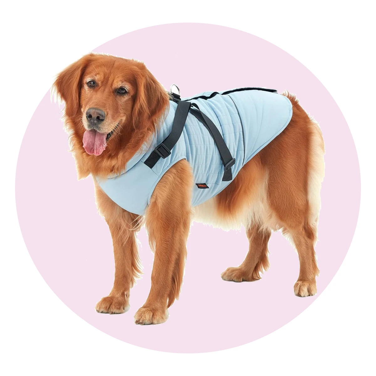 Winter Dog Coat with Harness
