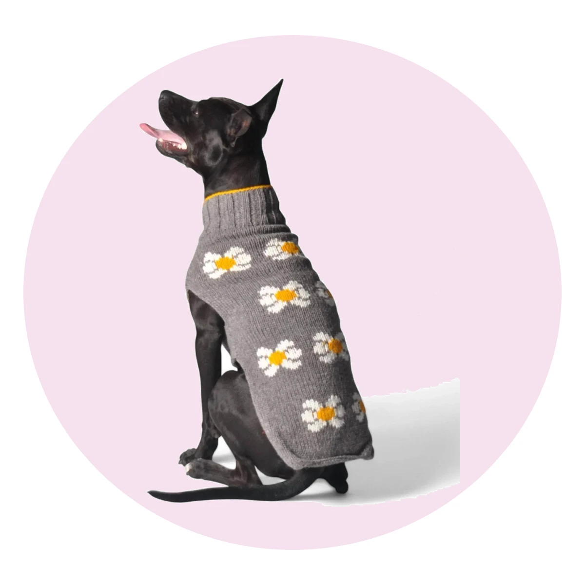 Daisy Dog Sweater